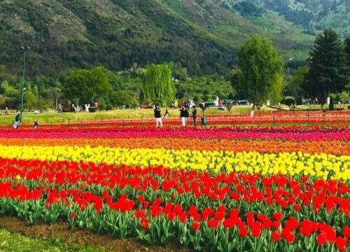 Tulip Package