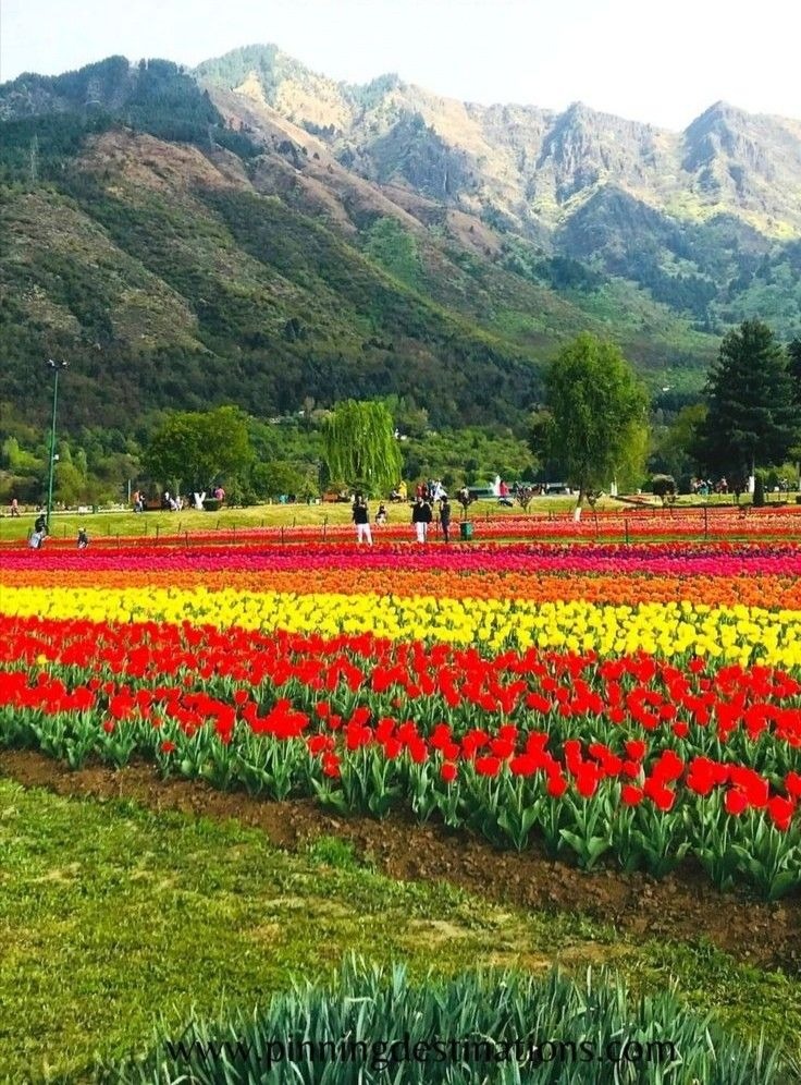 Tulip Package